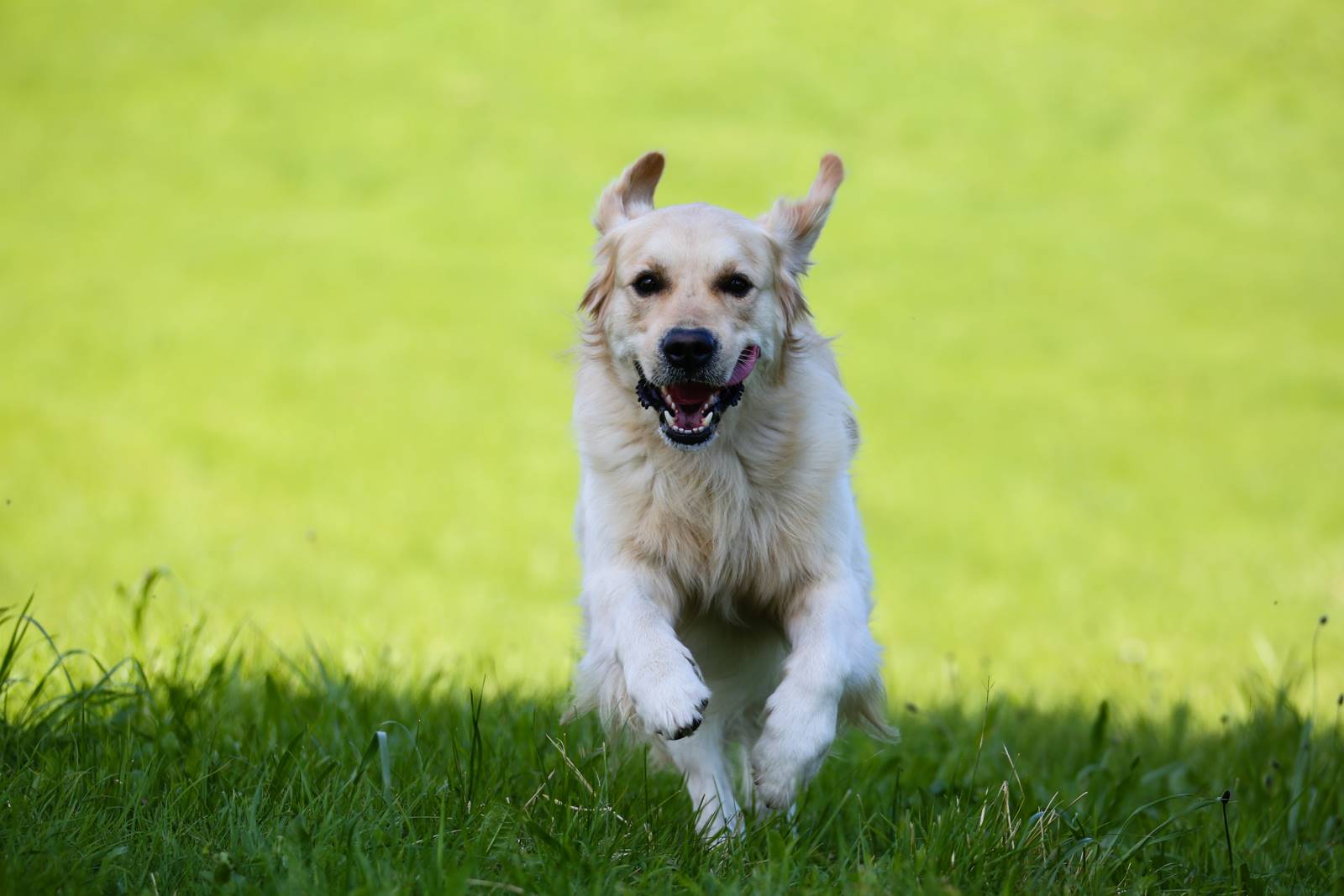 Limgl1483 20130609 2016026729