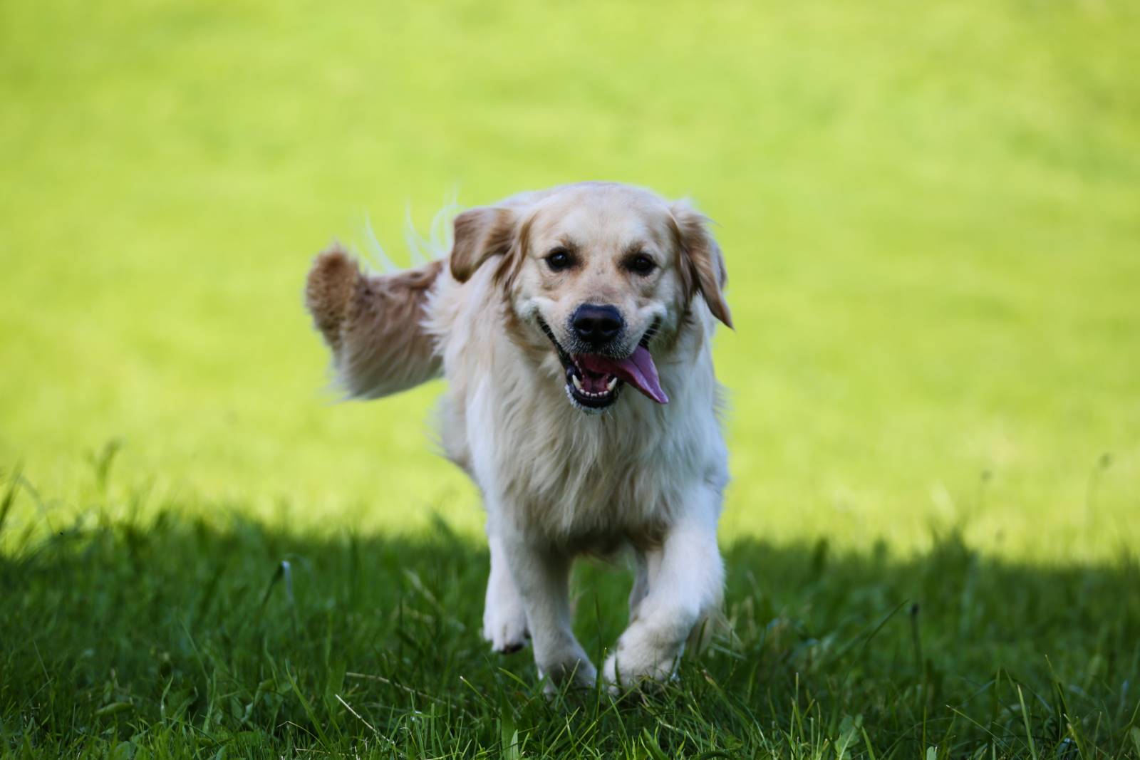 Limgl1485 20130609 1019402806