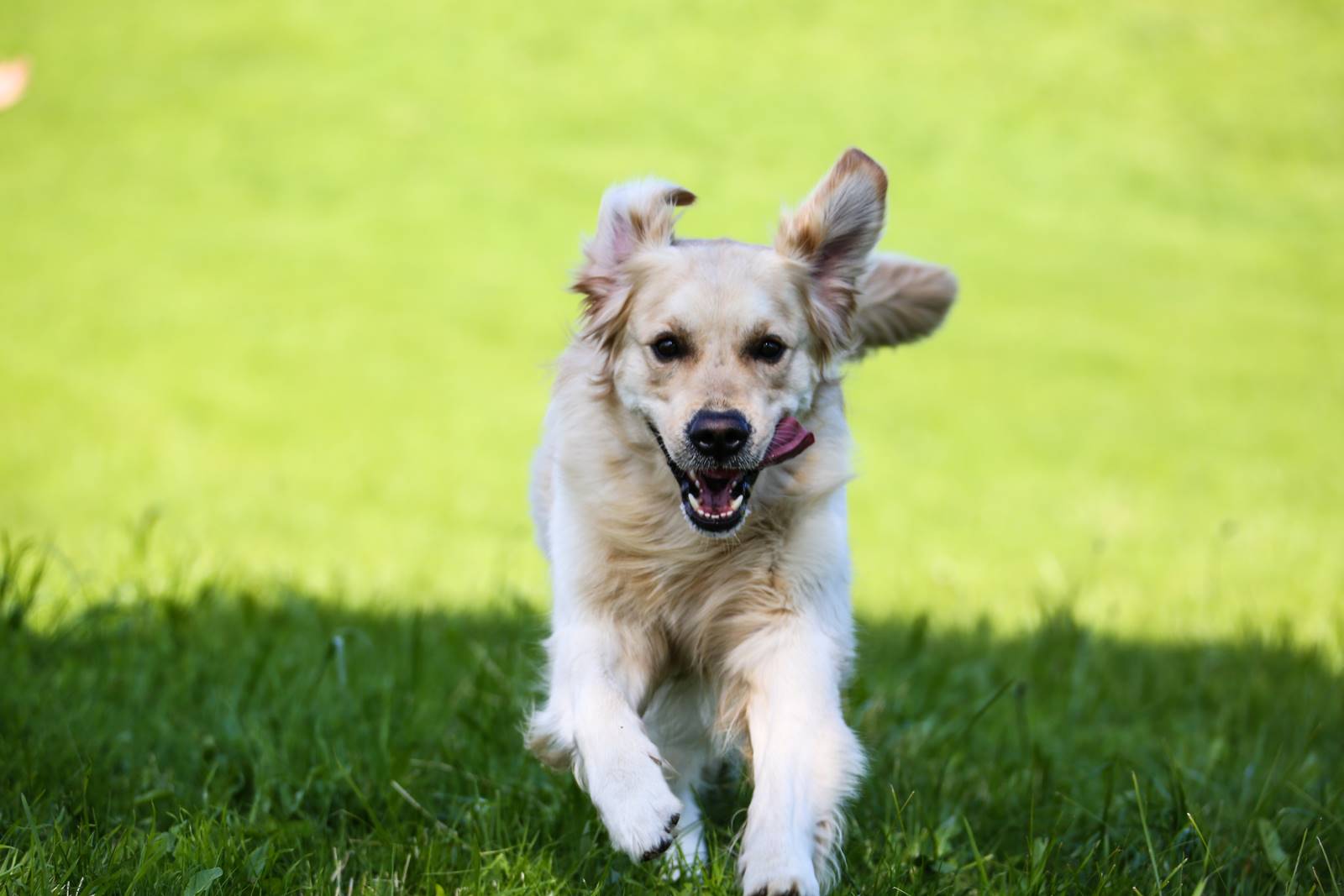 Limgl1486 20130609 1128255435