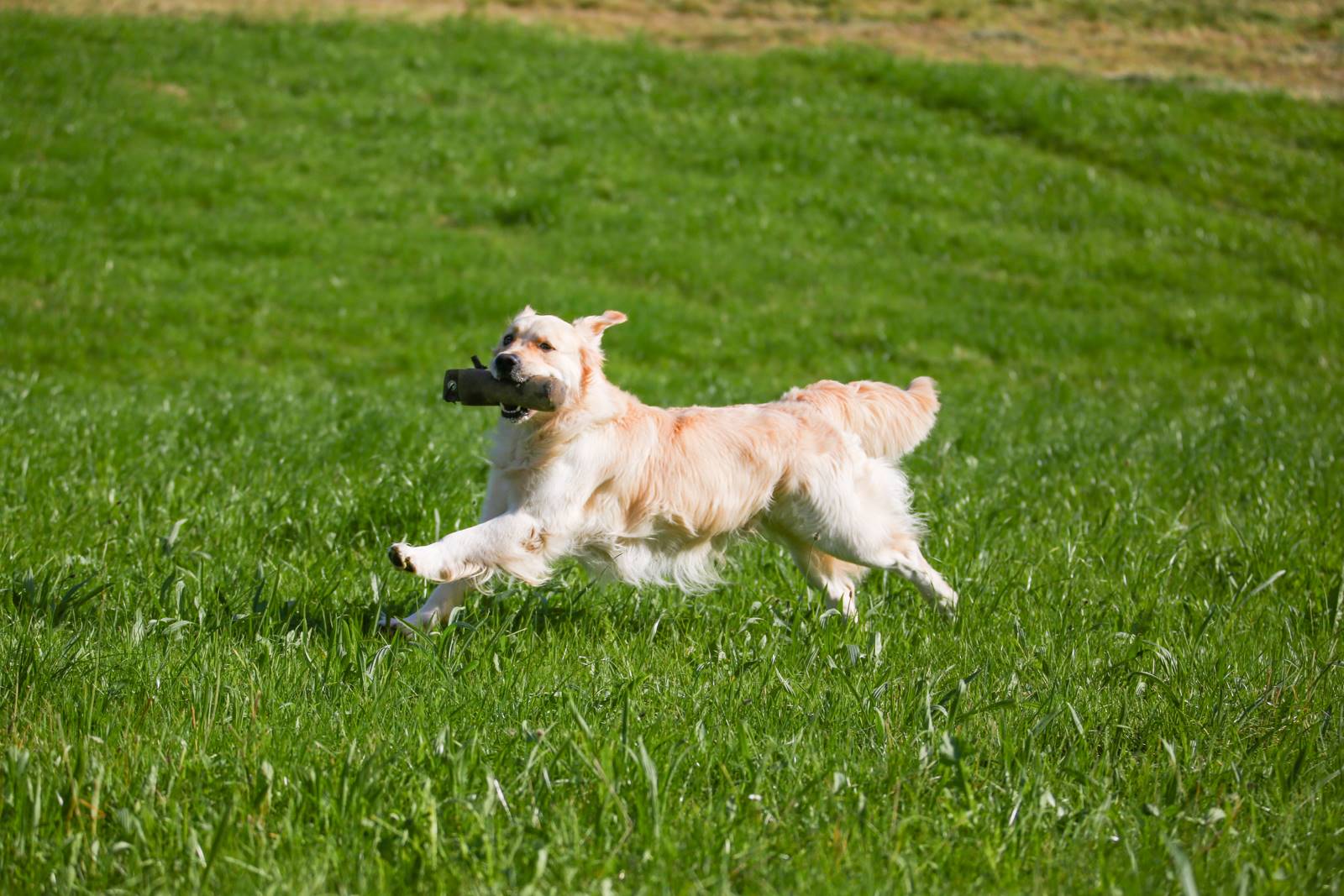 Limgl1496 20130609 1182529439