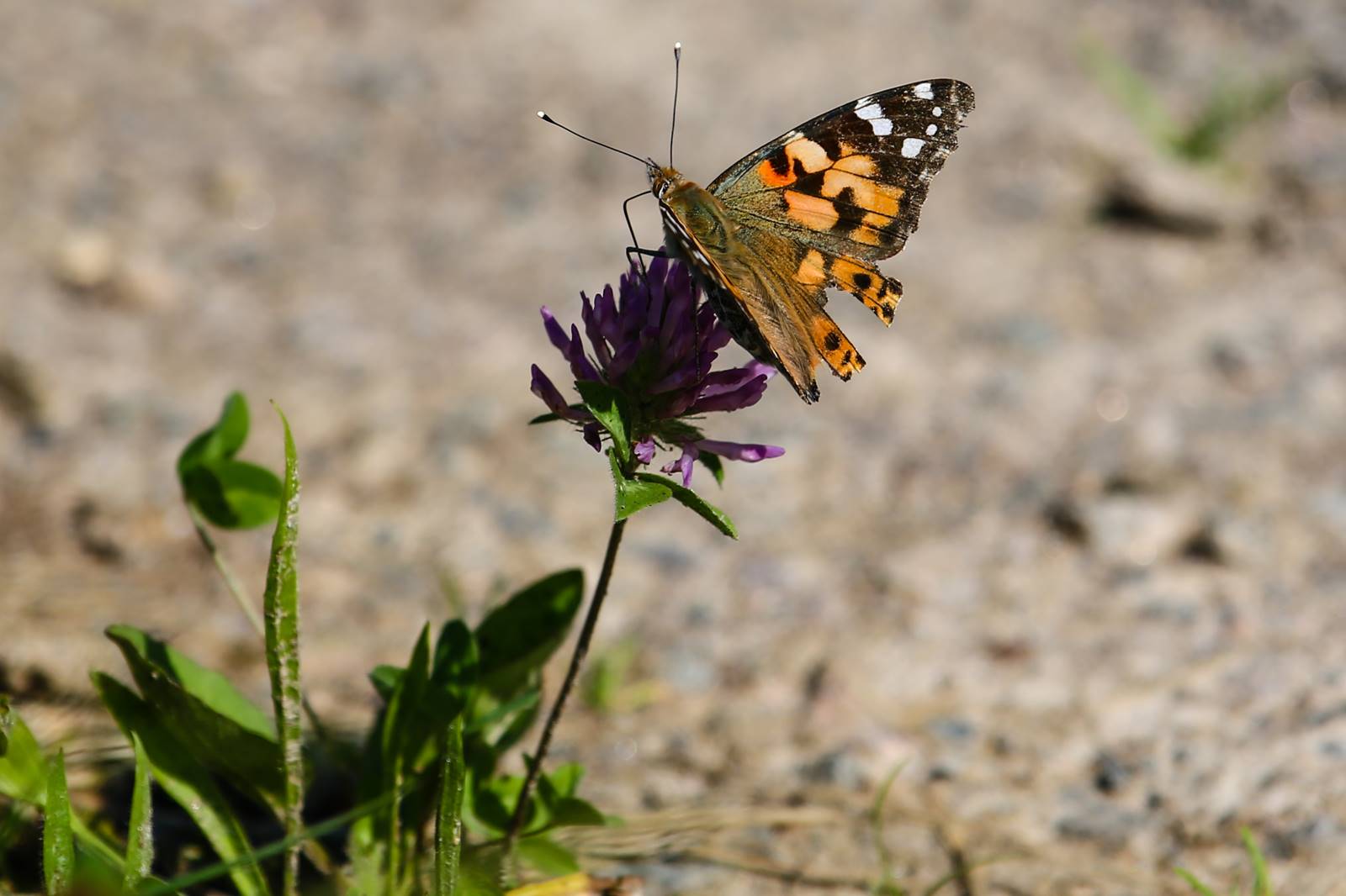 Limgl1613 20130616 1164932898