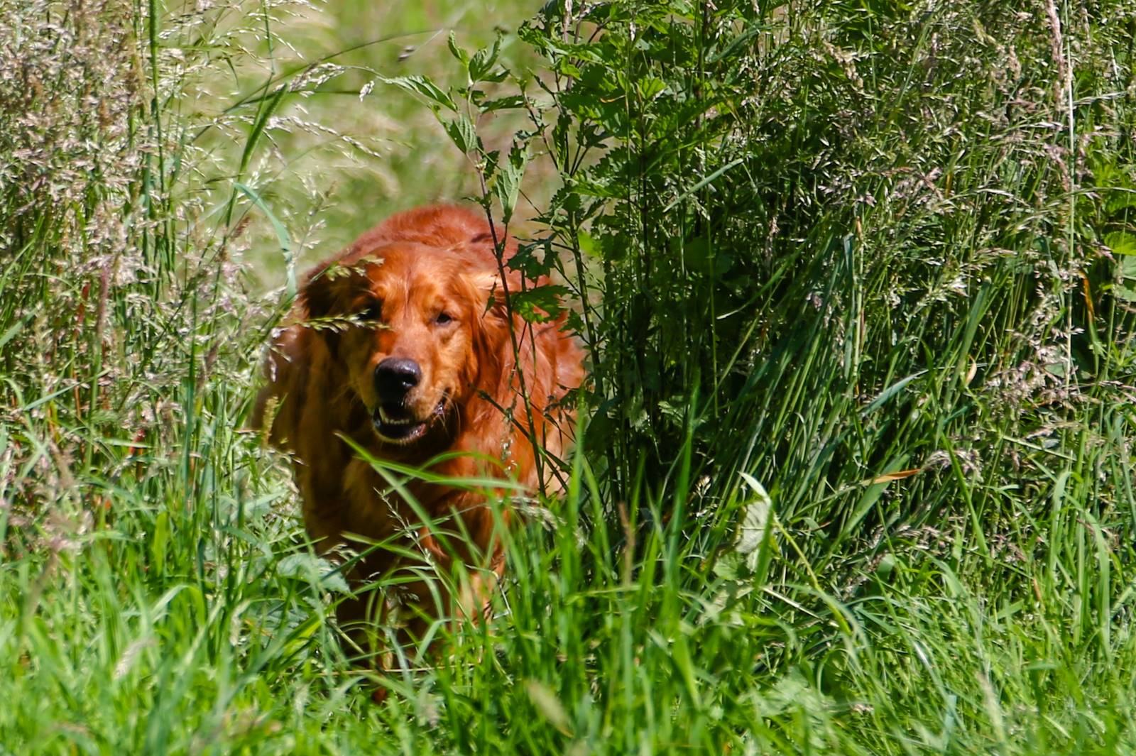 Limgl1623 20130616 1352203904