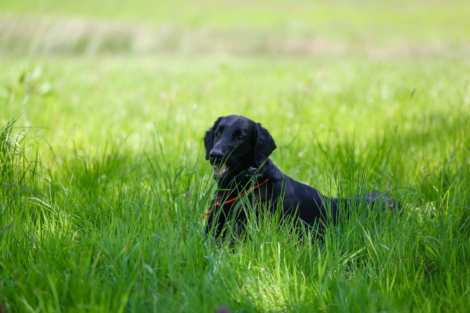 Limgl1644 20130616 1836069801