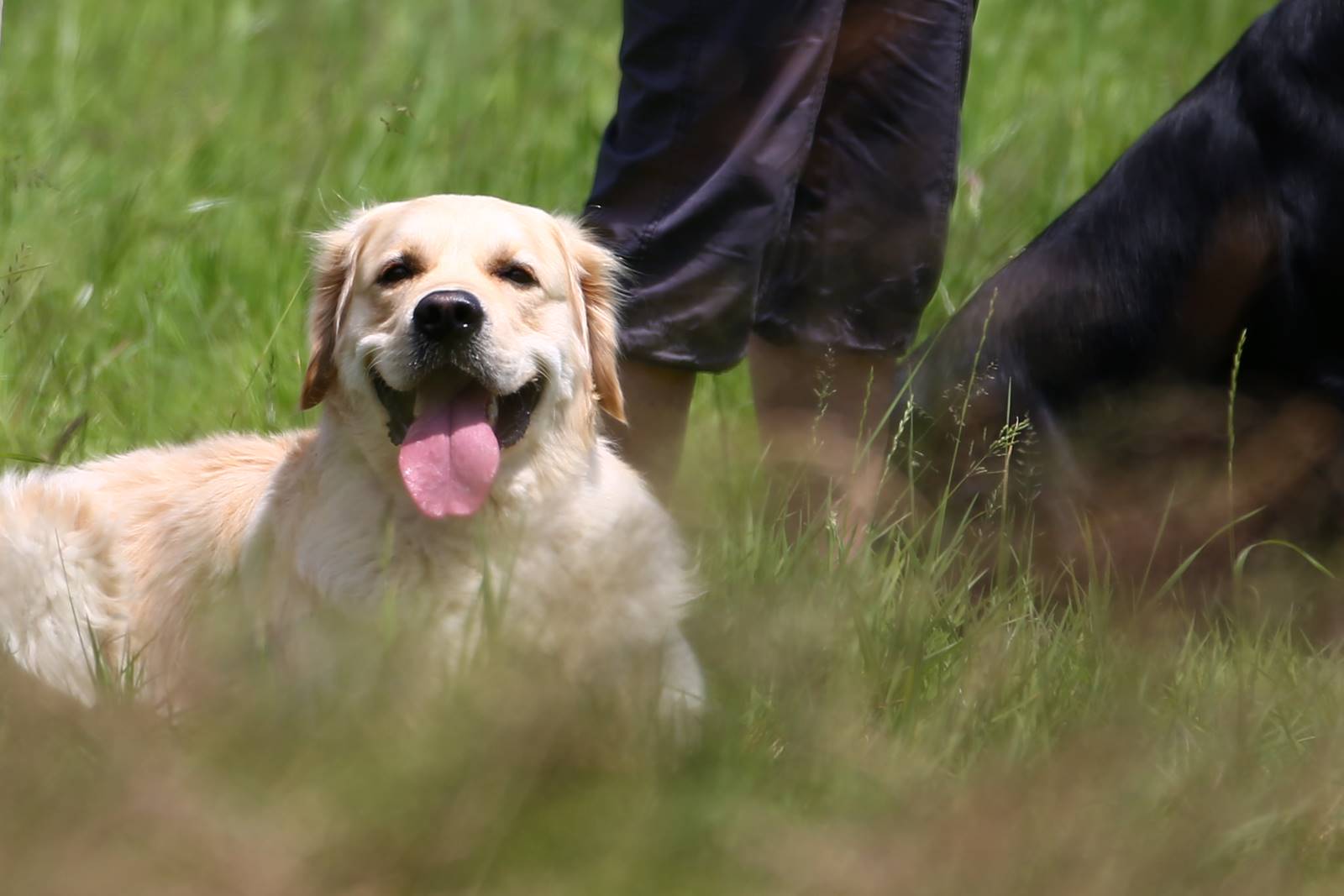 Limgl1682 20130616 1486049245