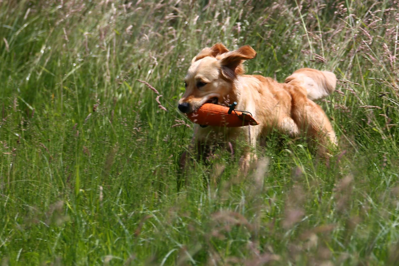 Limgl1688 20130616 1521095712