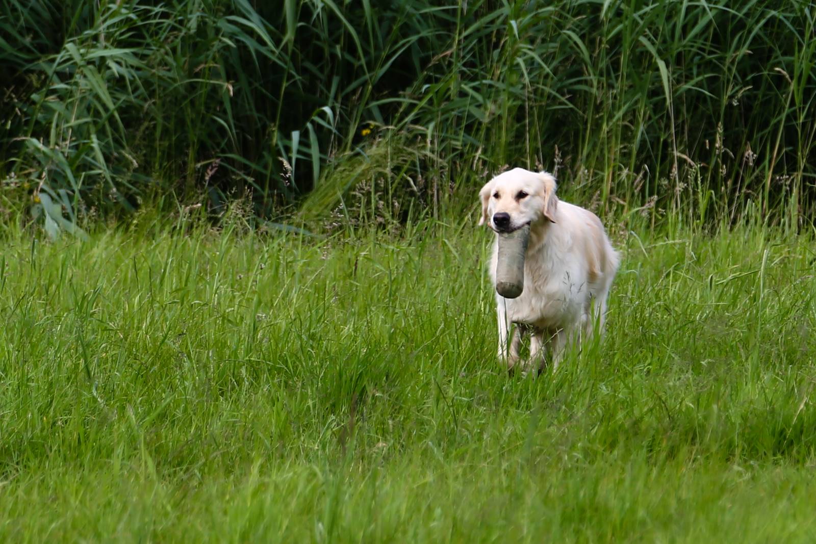 Limgl1789 20130616 1537226010