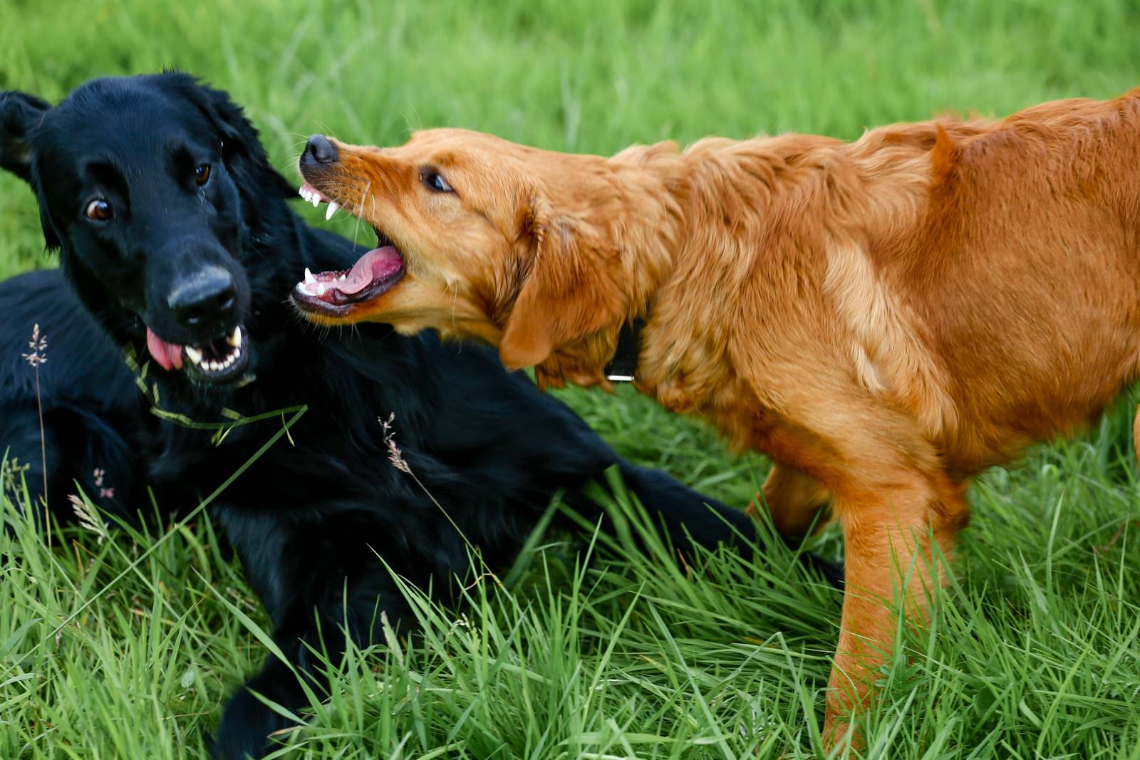 Limgl1815 20130616 2068758987