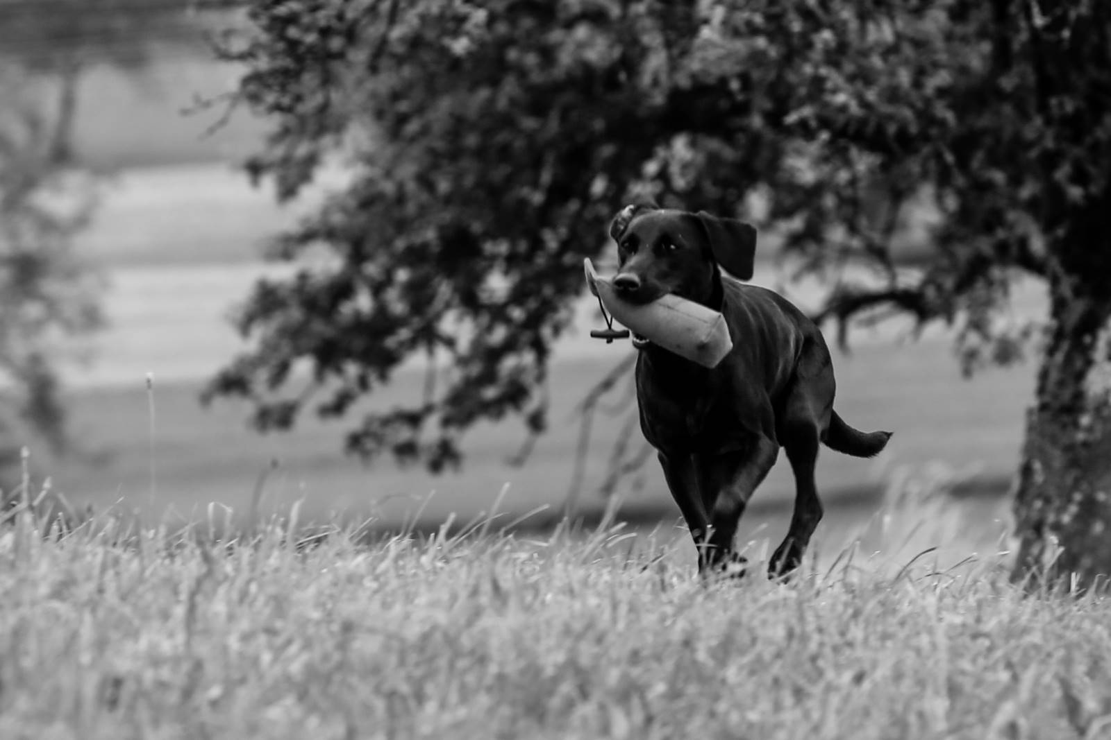 Limgl2090 20130623 1220208843