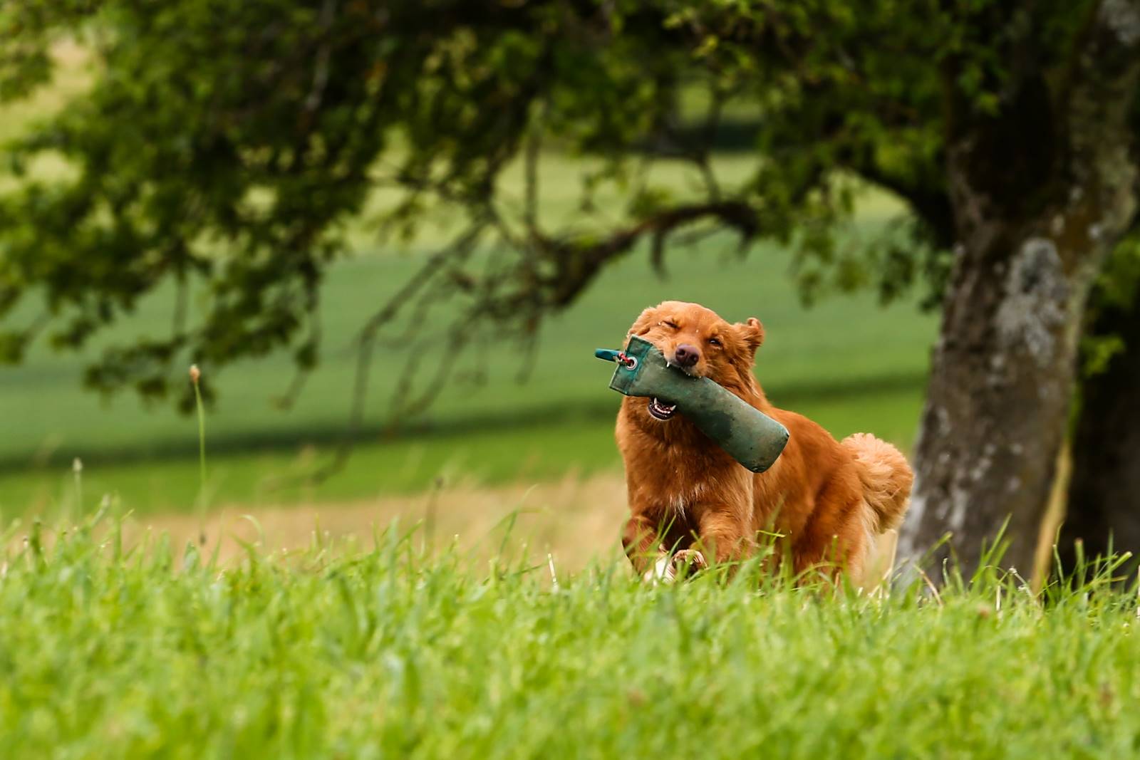 Limgl2093 20130623 1539273529