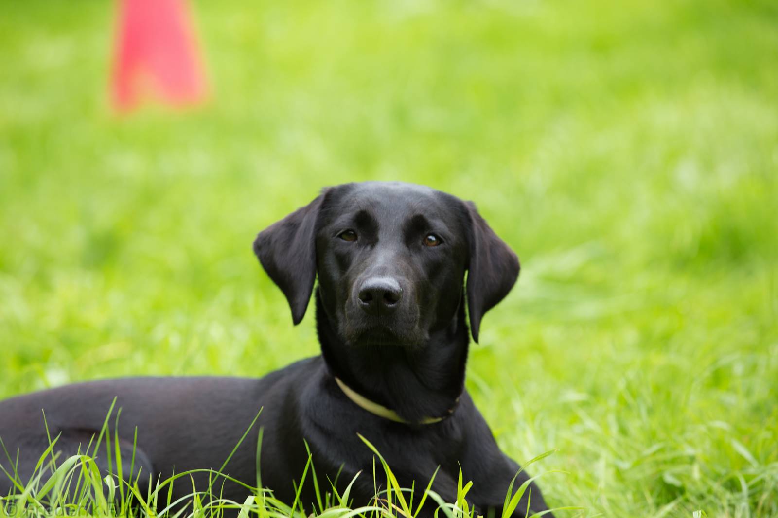 Limgl2511 20130705 1070703821