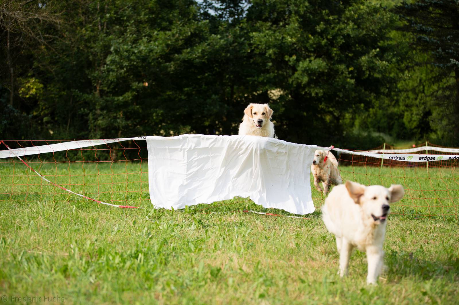 Limgl2915 20130719 1074714177