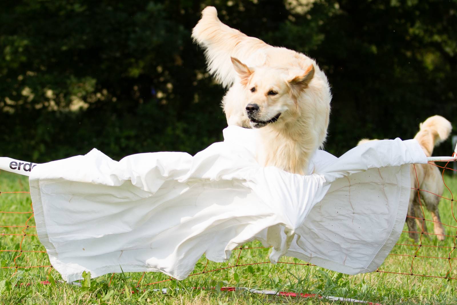 Limgl2916 20130719 1947447676