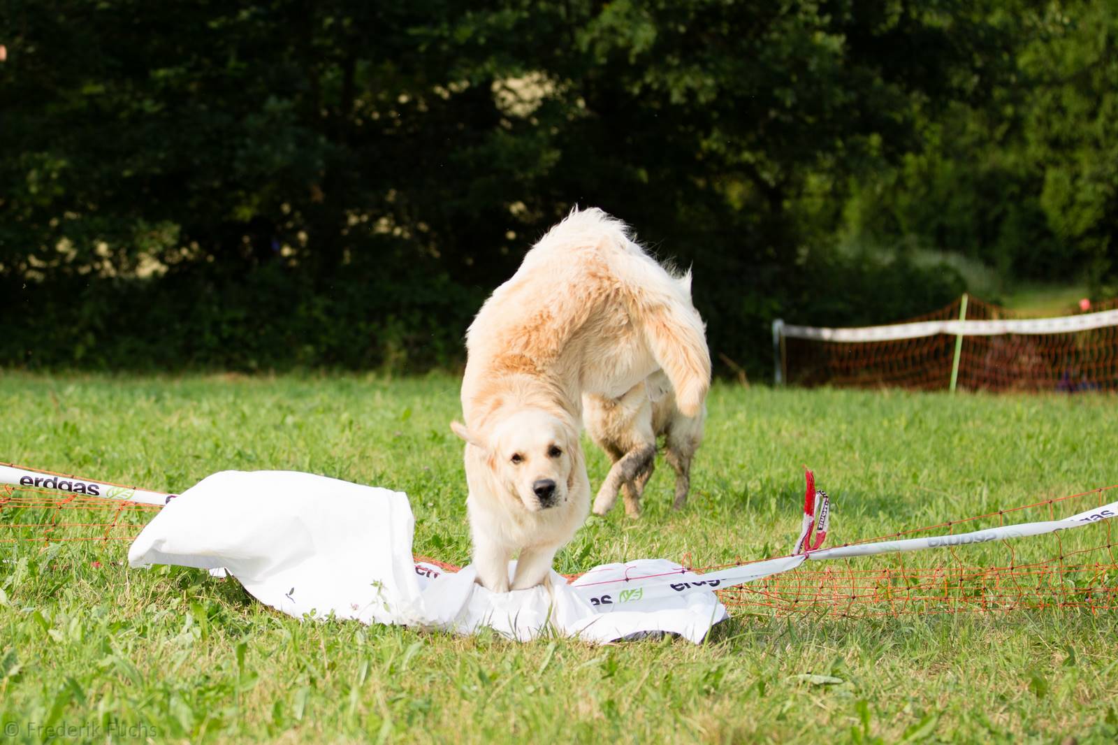 Limgl2917 20130719 2008937142