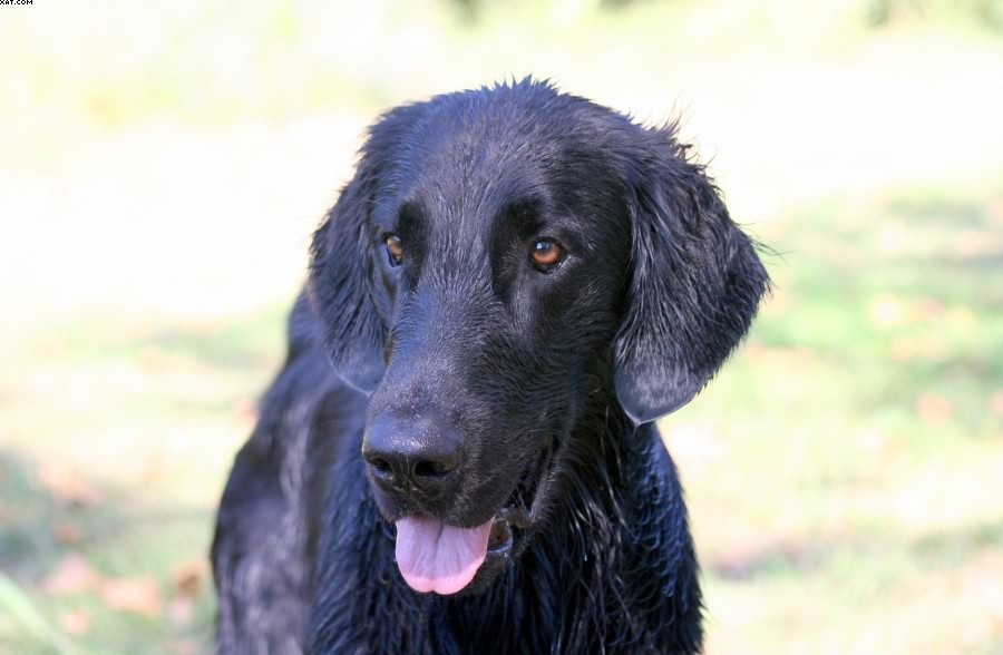 Img 1233430214 126 lg opt