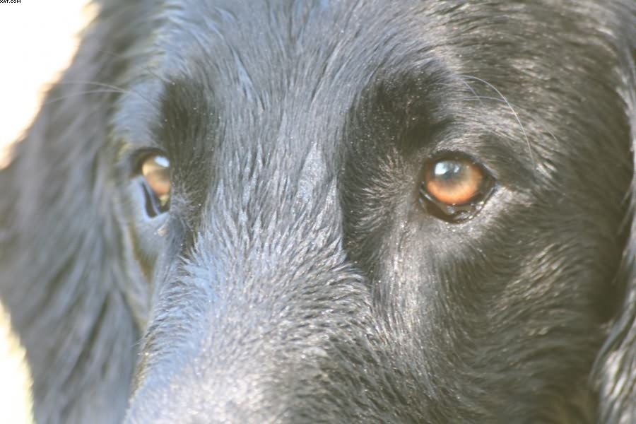 Img 1233430250 938 lg opt