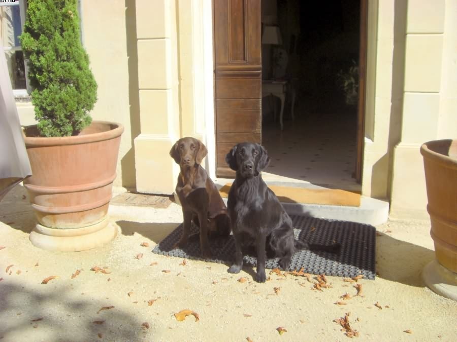 Img 1233430409 631 lg opt