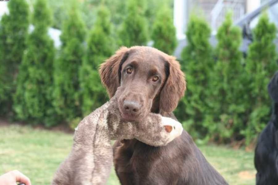 Img 1233430412 599 lg opt