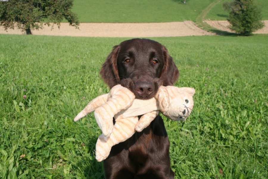 Img 1233430595 308 lg opt