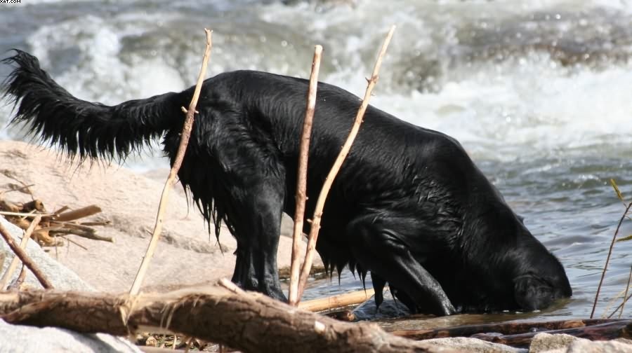 Img 1233430779 305 lg opt