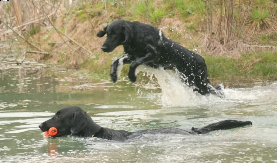 Img 1233430991 449 lg opt