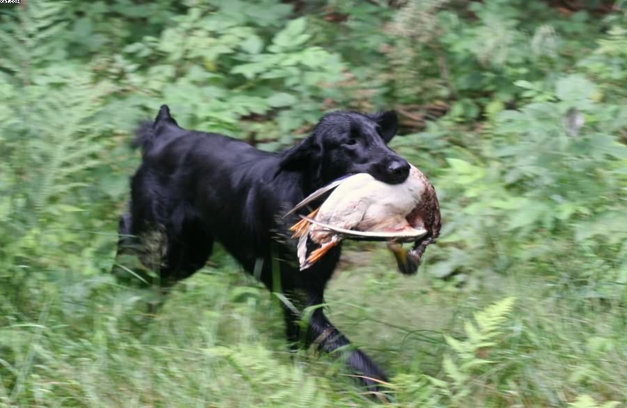 Img 1233431034 922 lg opt