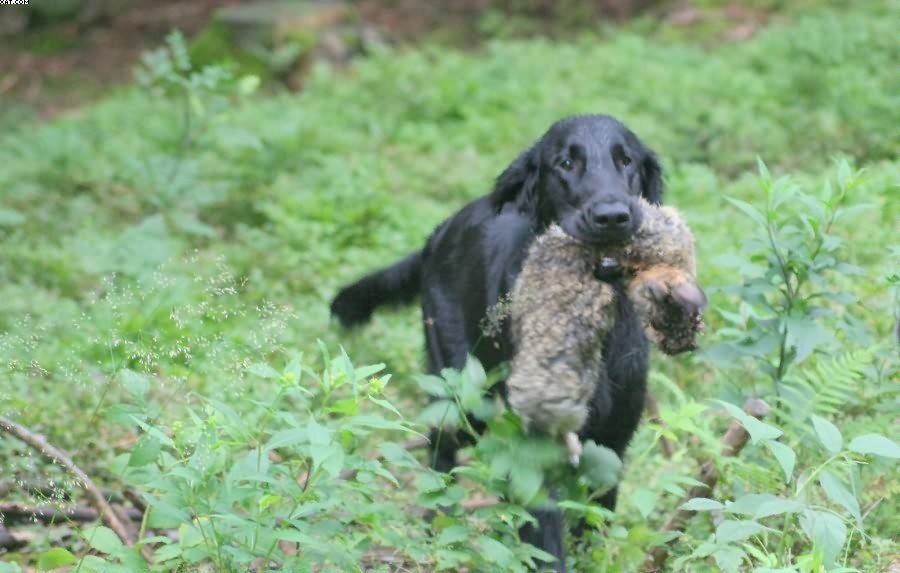 Img 1233431073 35 lg opt